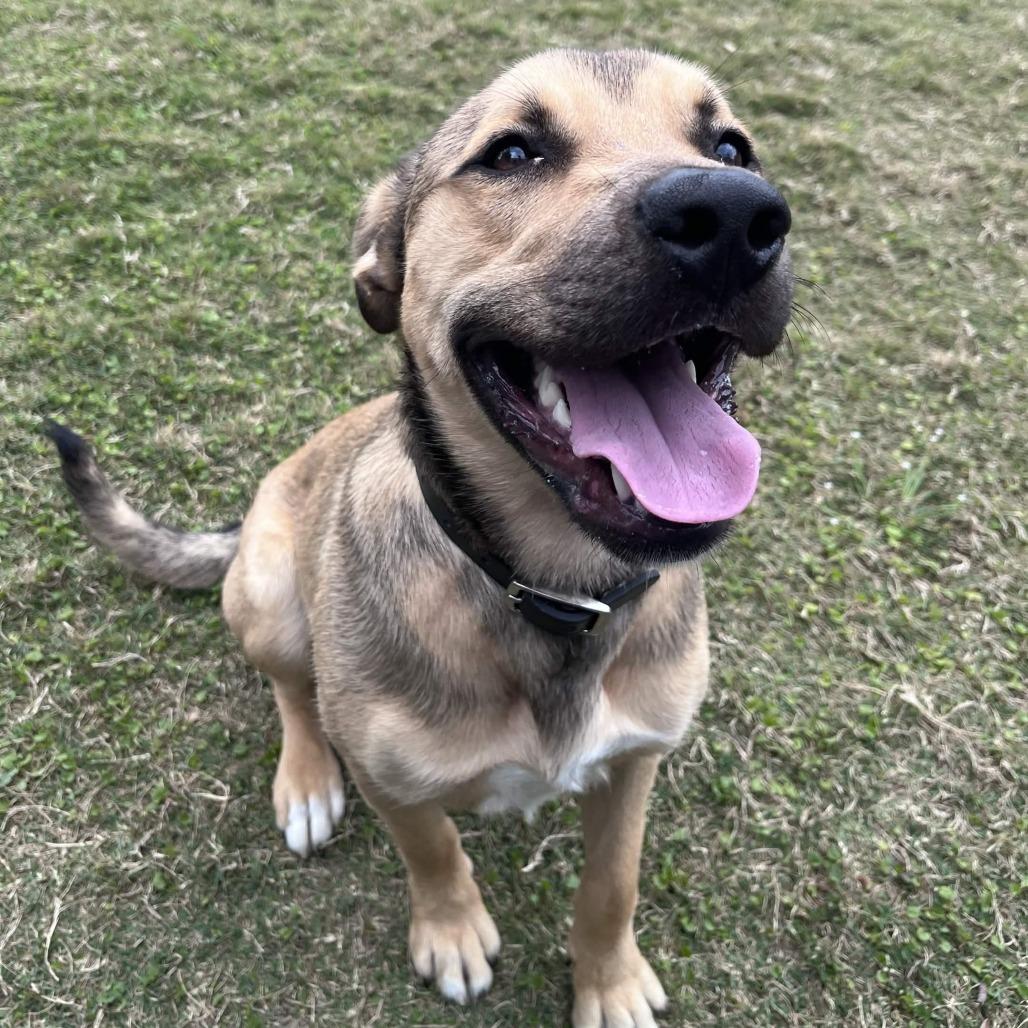 Enlarge Ford, a Adoptable mixed breed in Beaumont, TX image 4/6
