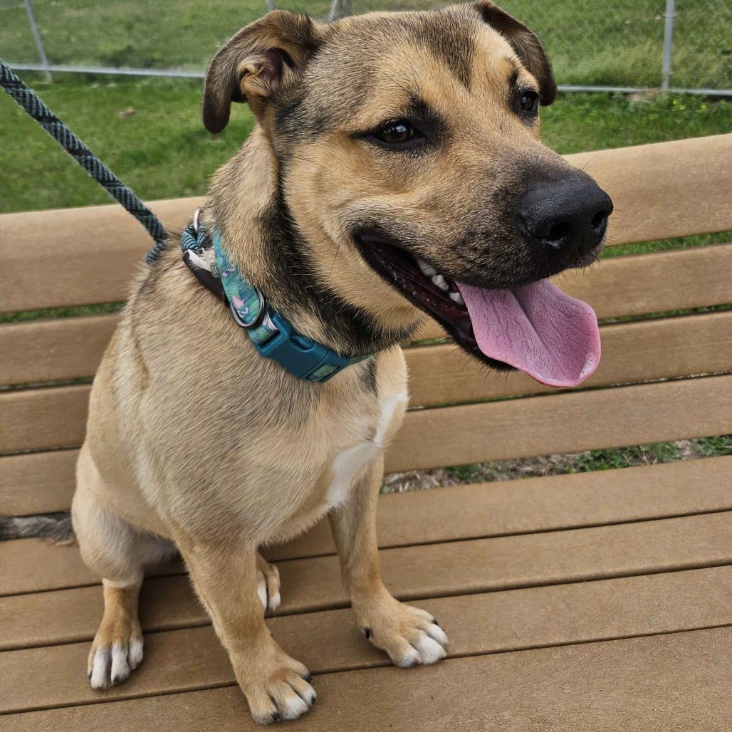Enlarge Ford, a Adoptable mixed breed in Beaumont, TX image 4/5