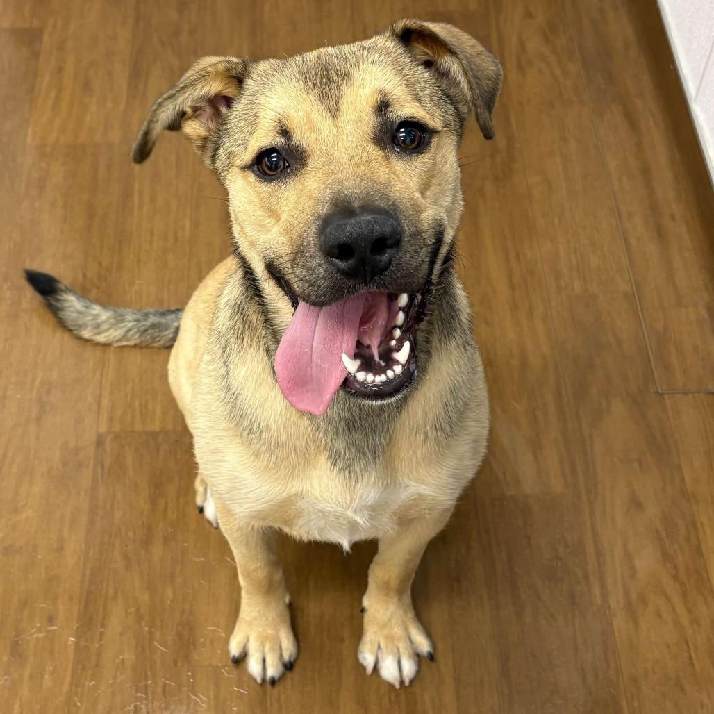 Enlarge Ford, a Adoptable mixed breed in Beaumont, TX image 5/5