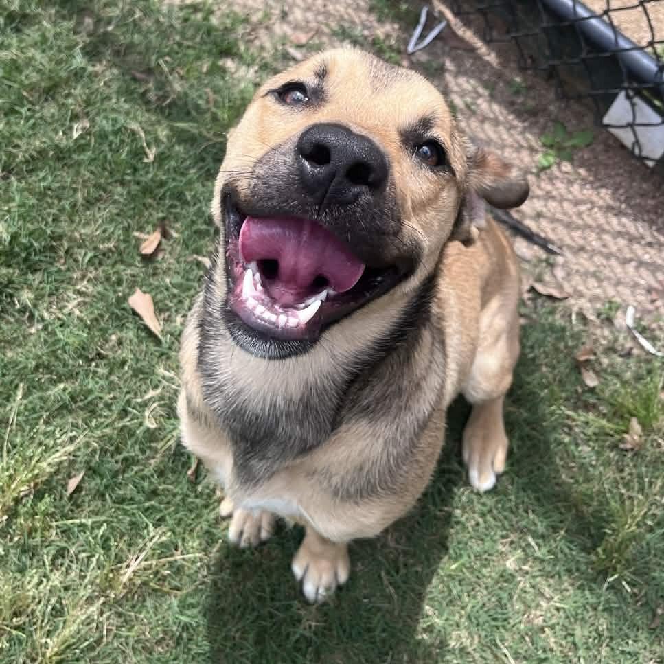 Enlarge Ford, a Adoptable mixed breed in Beaumont, TX image 6/6