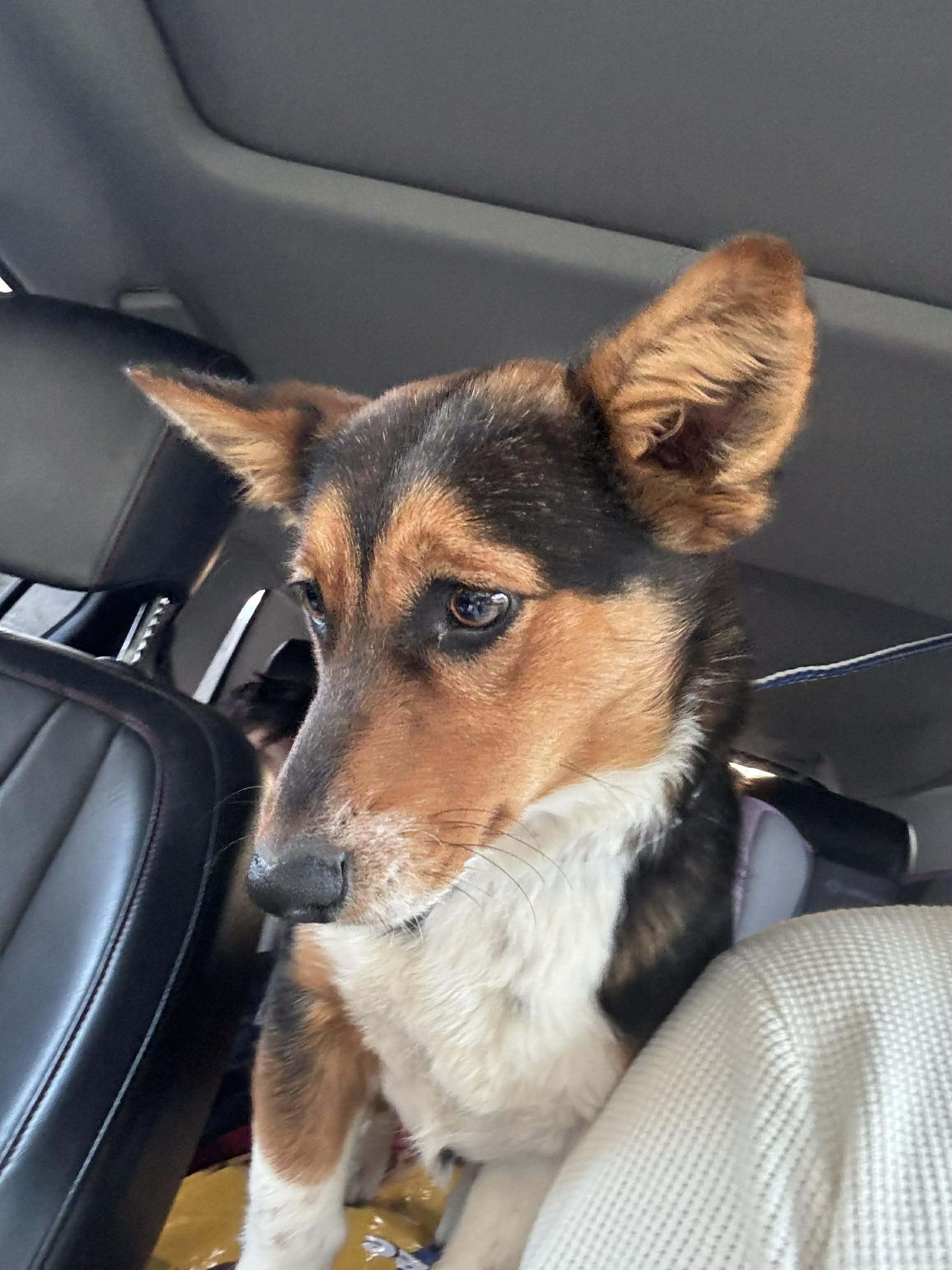 Porkchop thumbnail 3