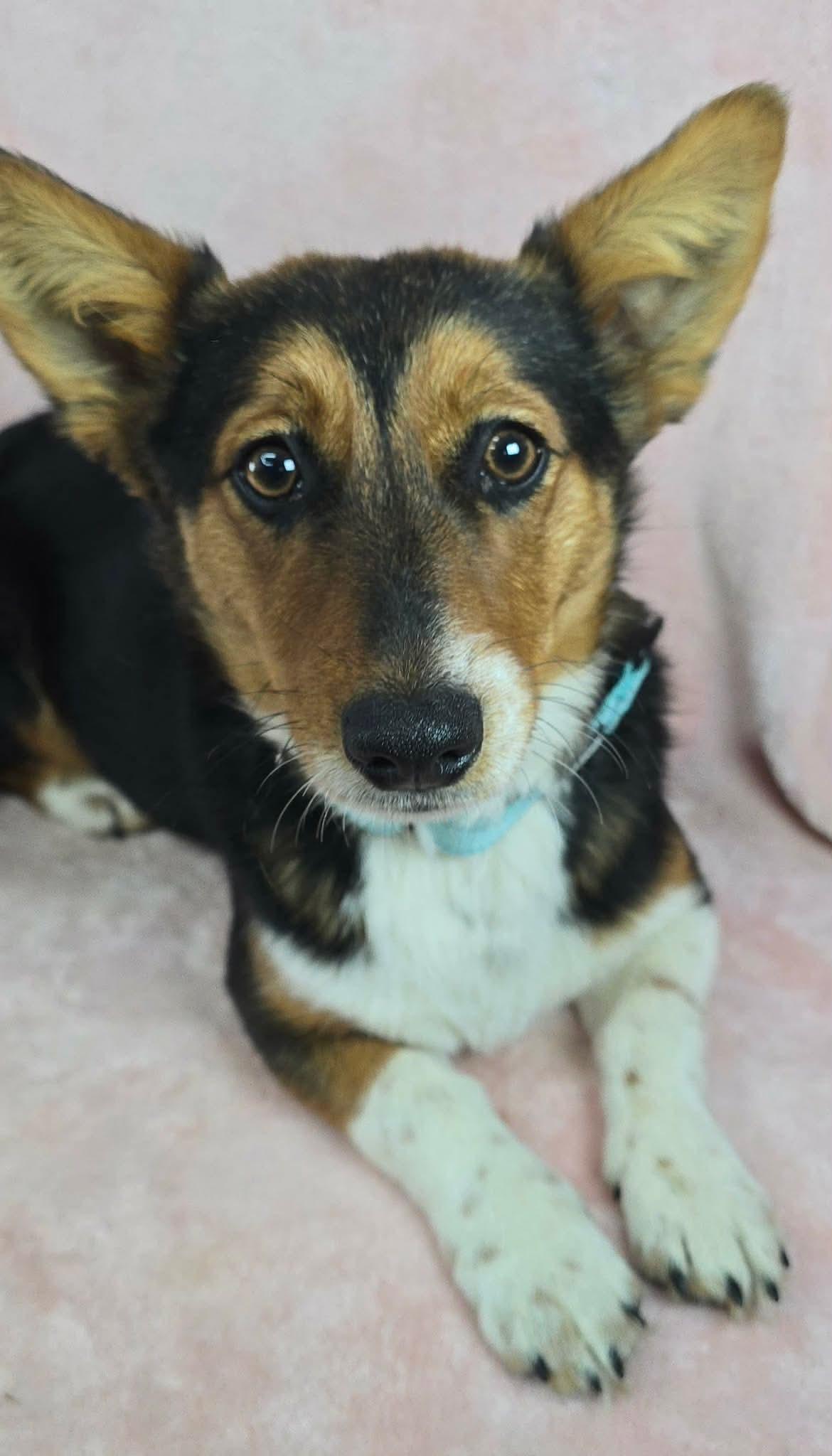 Porkchop thumbnail 5