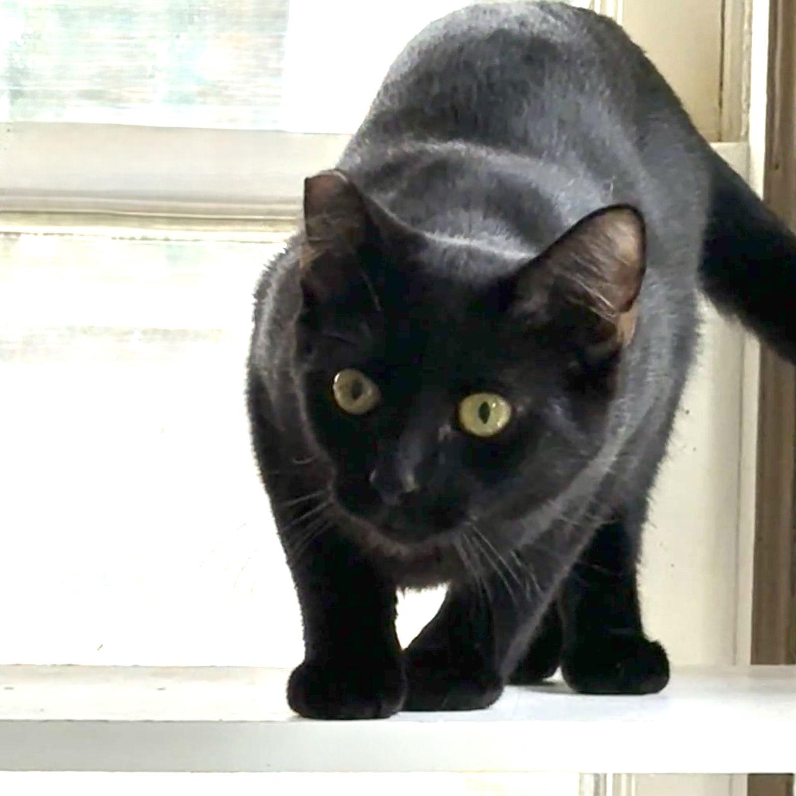 Jalapeno, Adoptable, Young Female Domestic Short Hair.