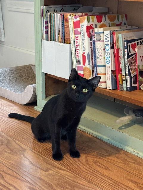 Jalapeno, a Adoptable Domestic Short Hair in Minneapolis, MN image 3/3