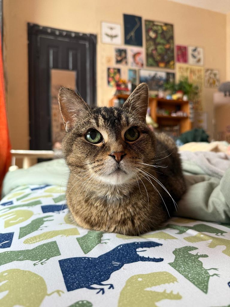 Zelda, Adoptable, Senior Female Domestic Short Hair.