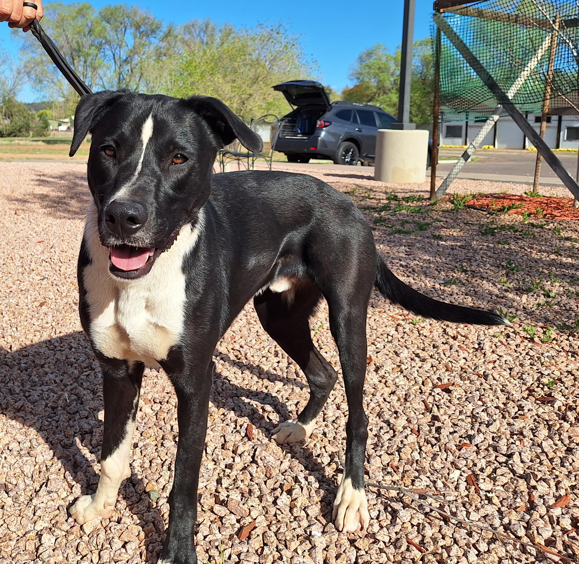 Enlarge Buddy, a Adoptable mixed breed in Payson, AZ image 5/6
