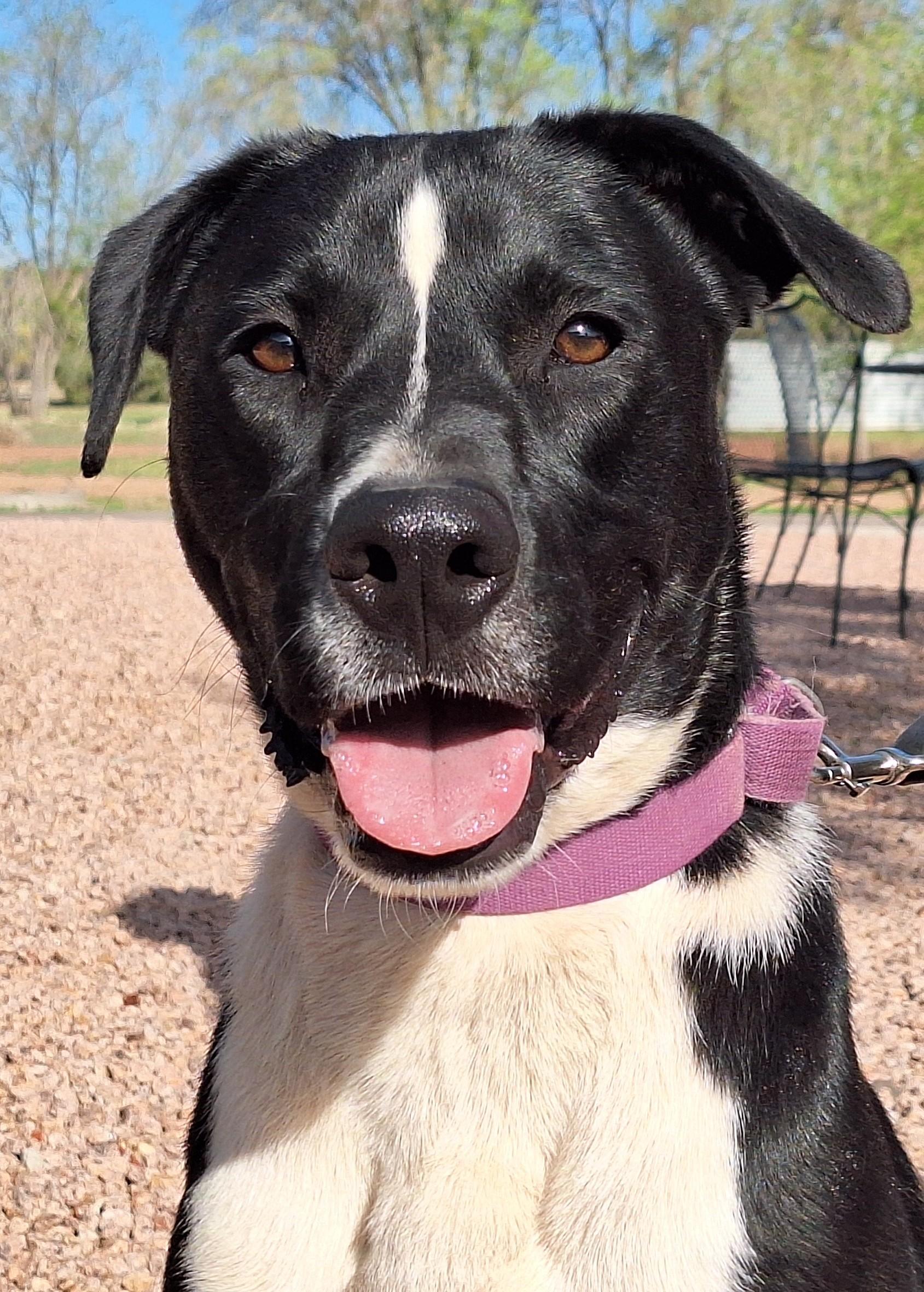 Enlarge Buddy, a Adoptable mixed breed in Payson, AZ image 3/6