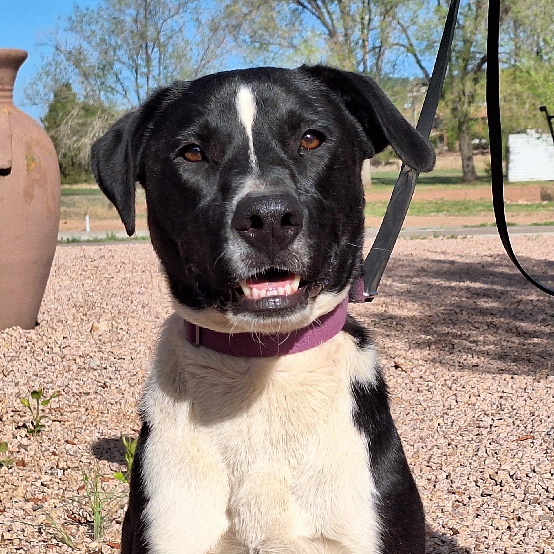 Enlarge Buddy, a Adoptable mixed breed in Payson, AZ image 1/6