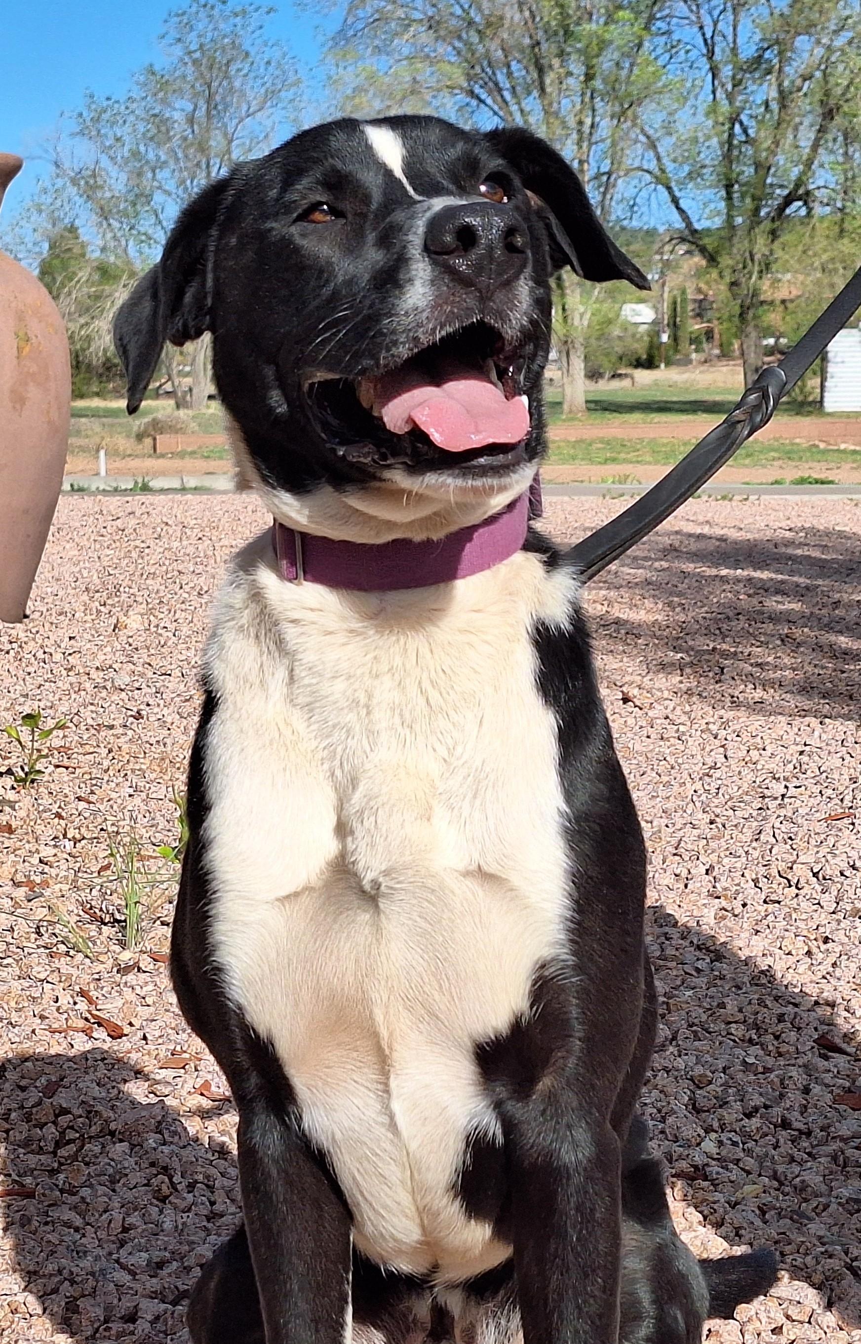 Enlarge Buddy, a Adoptable mixed breed in Payson, AZ image 6/6