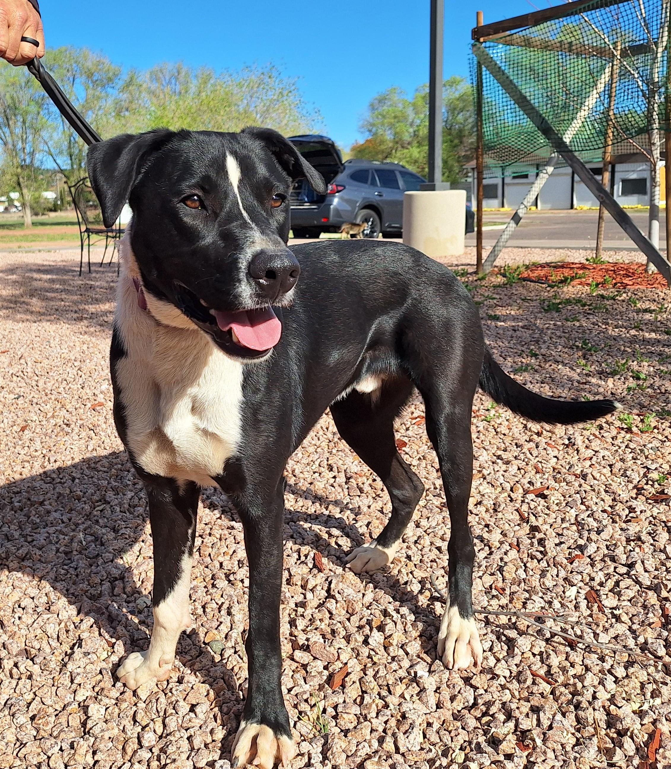 Enlarge Buddy, a Adoptable mixed breed in Payson, AZ image 2/6