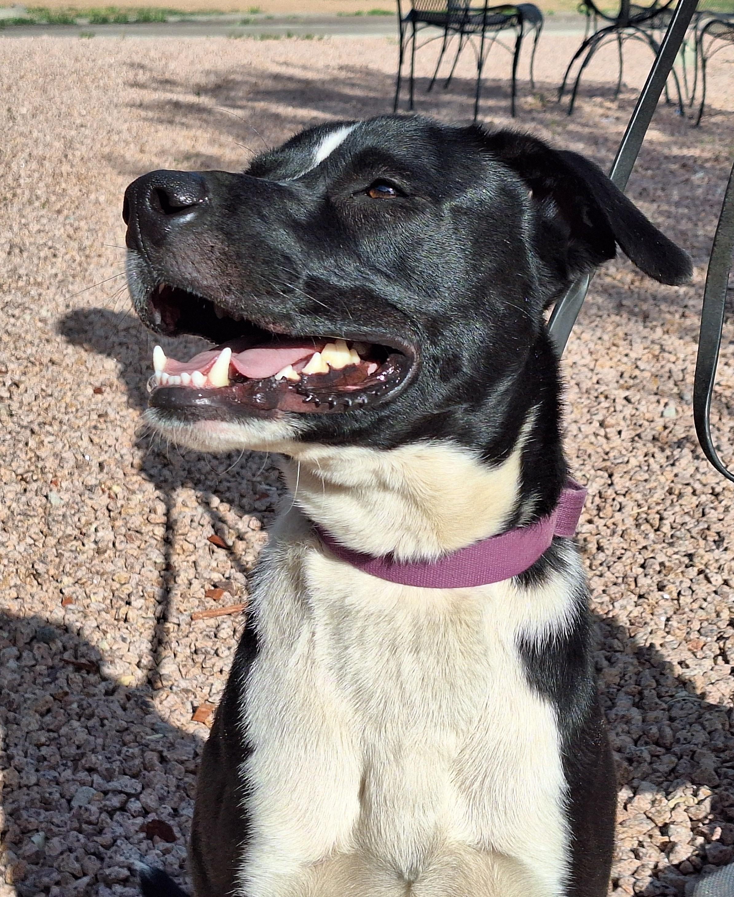 Enlarge Buddy, a Adoptable mixed breed in Payson, AZ image 4/6