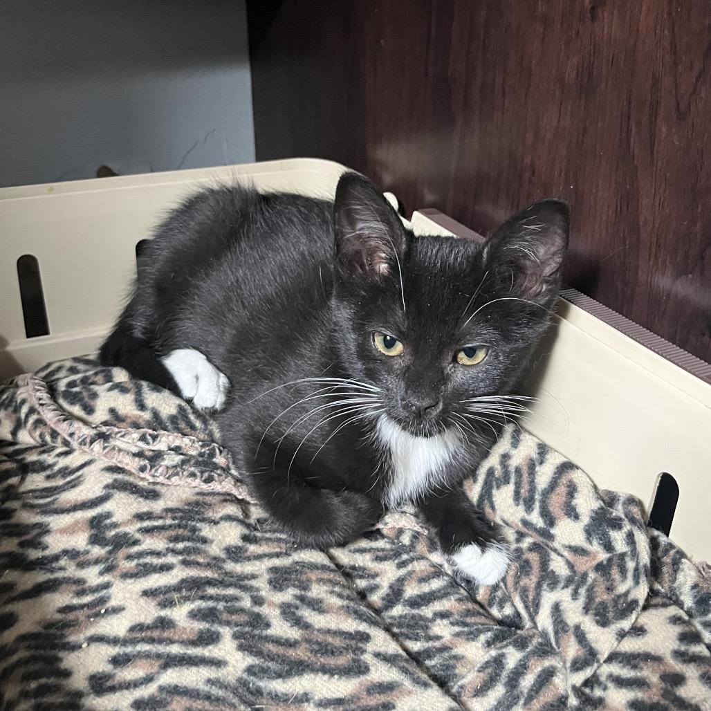 Enlarge Six, a Adoptable Domestic Short Hair in Spokane, WA image 1/1