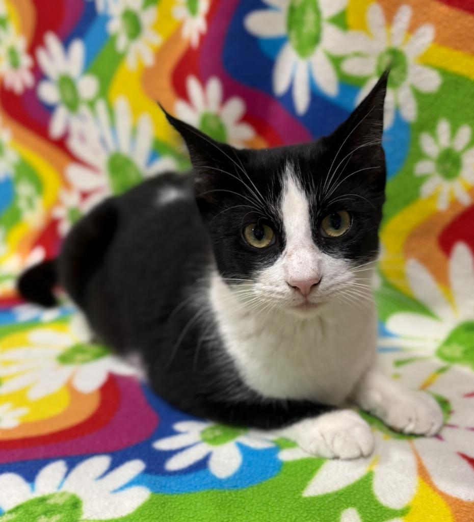 Enlarge Tallahassee, a Adopted mixed breed in Corpus Christi, TX image 1/1