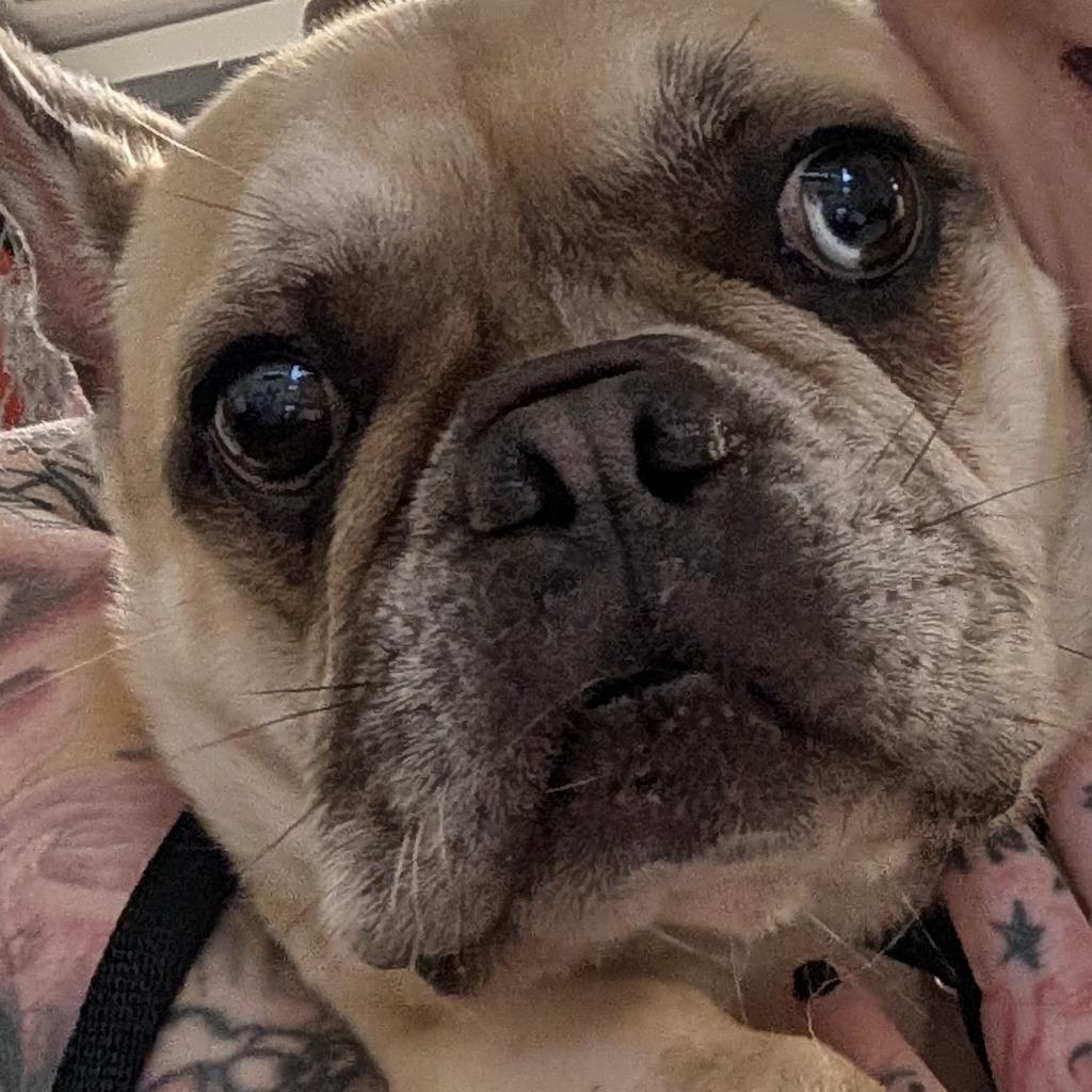 Marcella, Adoptable, Adult Female French Bulldog.