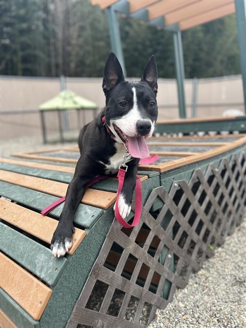 PEPPER, Adoptable, Young Male Staffordshire Bull Terrier & Mixed Breed.