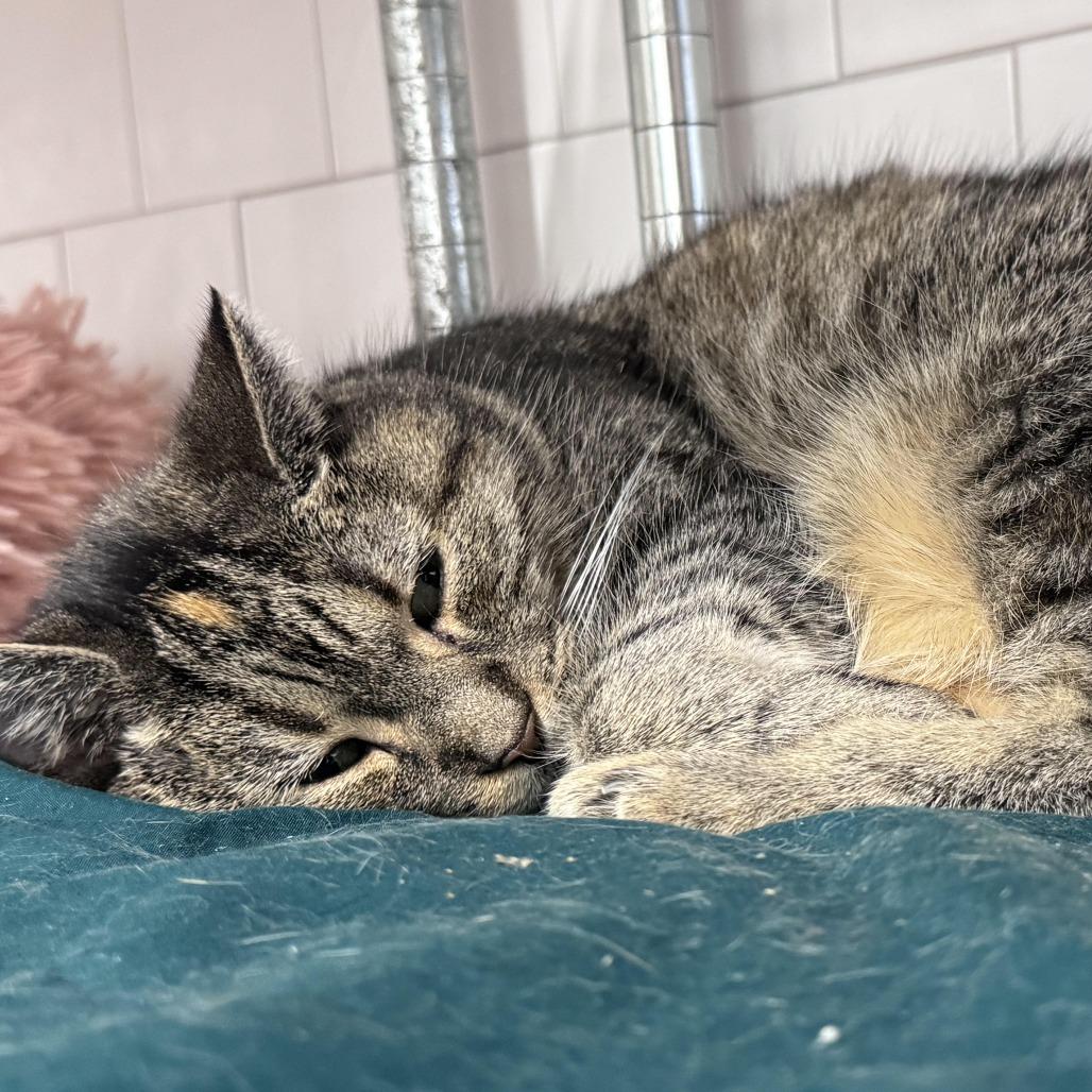Enlarge Meow Meow 2025, a Adoptable Domestic Short Hair in Bensalem, PA image 1/1