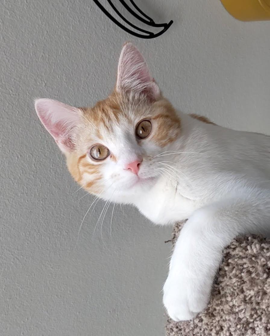 Booger, an adoptable Domestic Short Hair in Broken Arrow, OK, 74012 | Photo Image 2