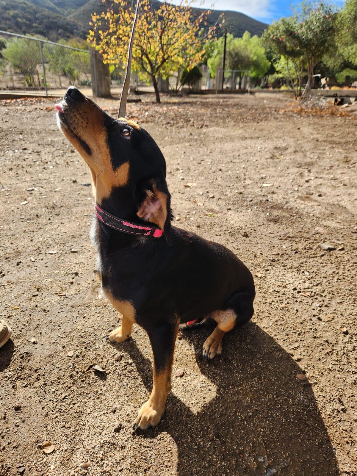 Roy, adopted, Young Male Miniature Pinscher & Dachshund.