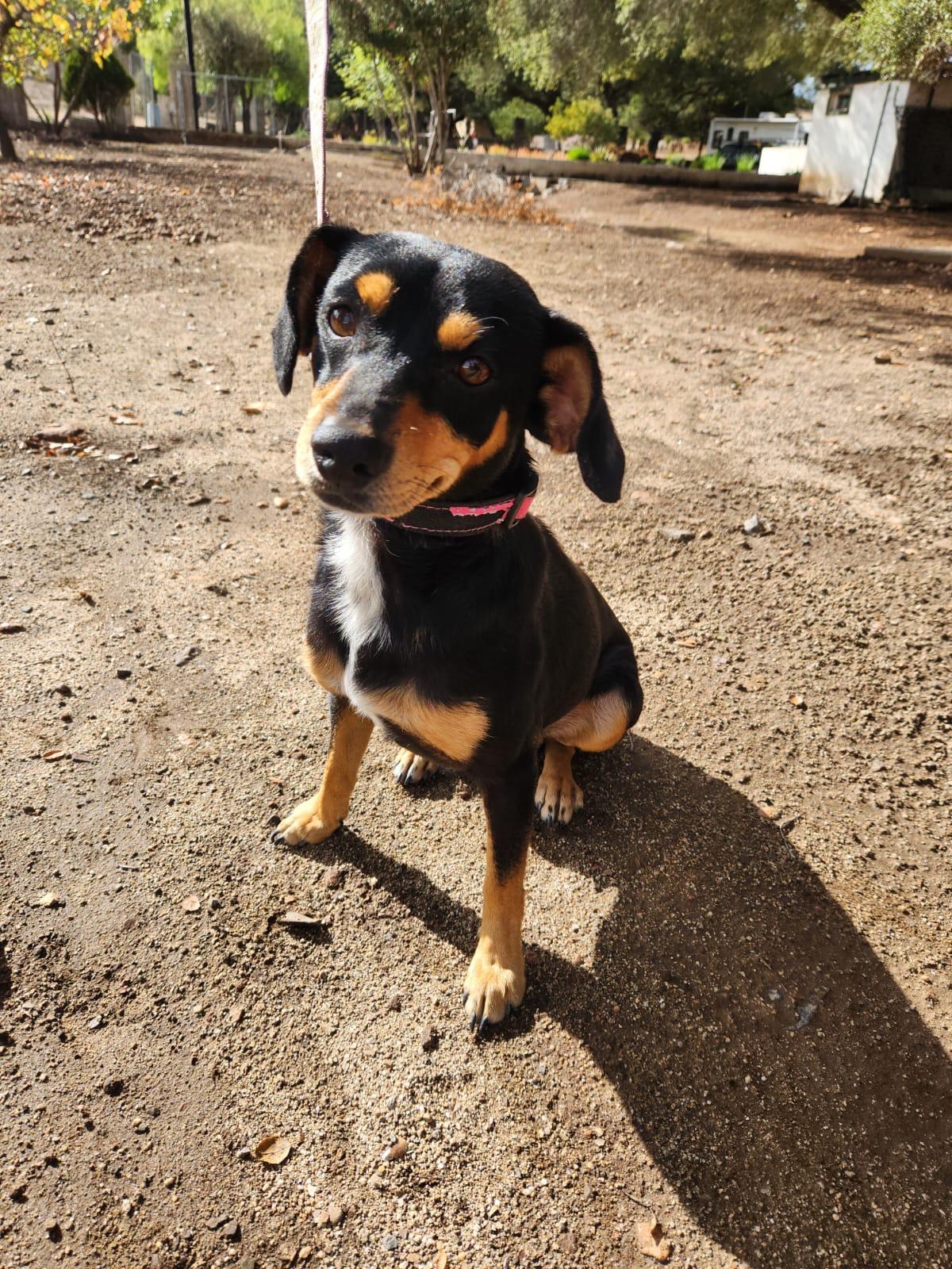 Roy, adopted, Young Male Miniature Pinscher & Dachshund.