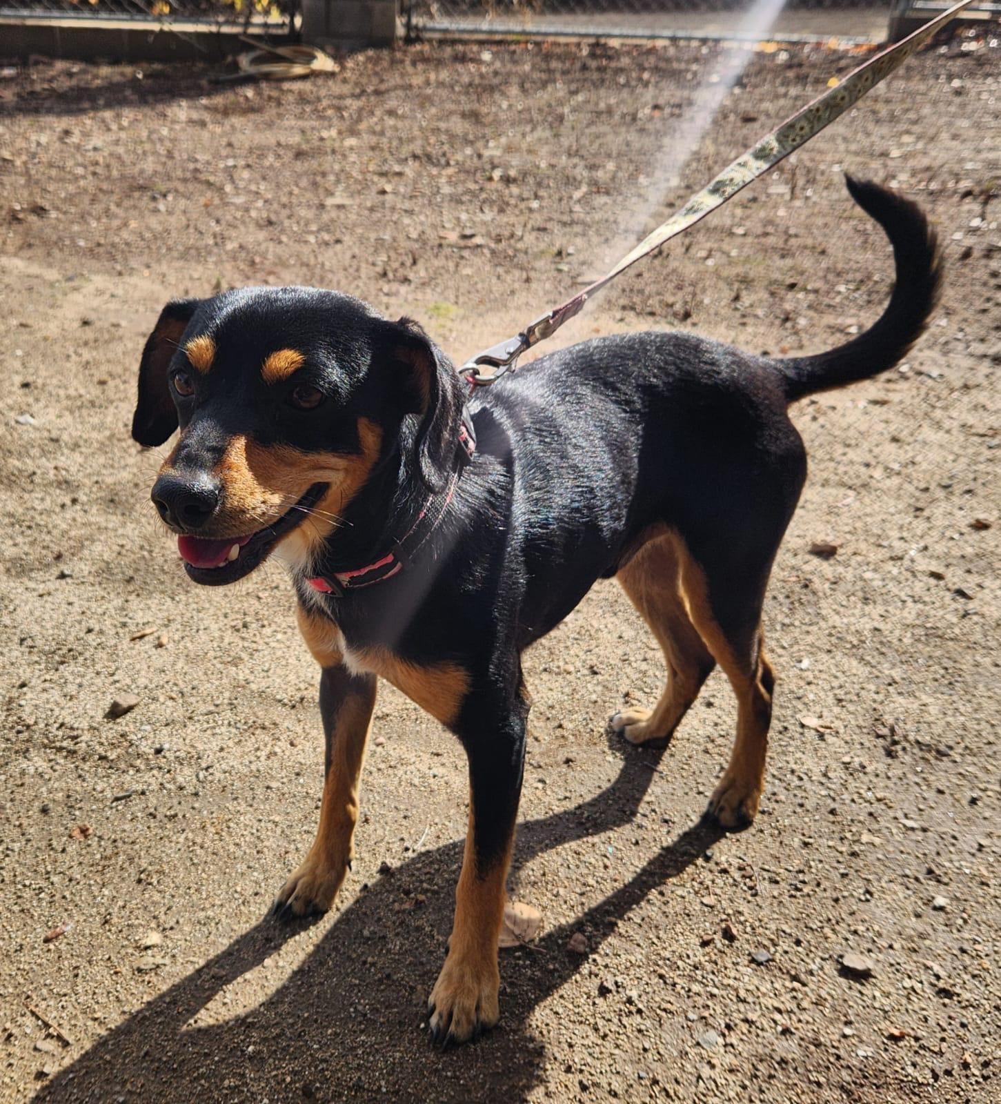 Enlarge Roy, an adopted mixed breed in Lake Forest, CA image 3/6