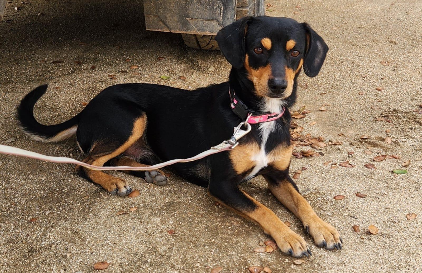 Roy, adopted, Young Male Miniature Pinscher & Dachshund.