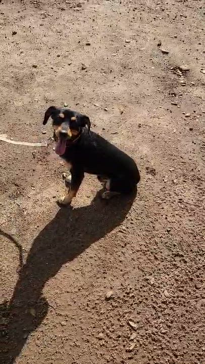 Enlarge Roy, an adopted mixed breed in Lake Forest, CA video 6/6