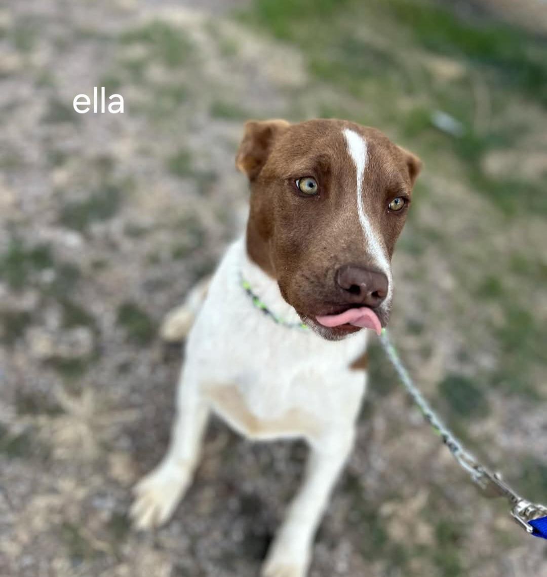 Lol-Ella 40#, an adoptable Mixed Breed in Billings, MT, 59101 | Photo Image 1