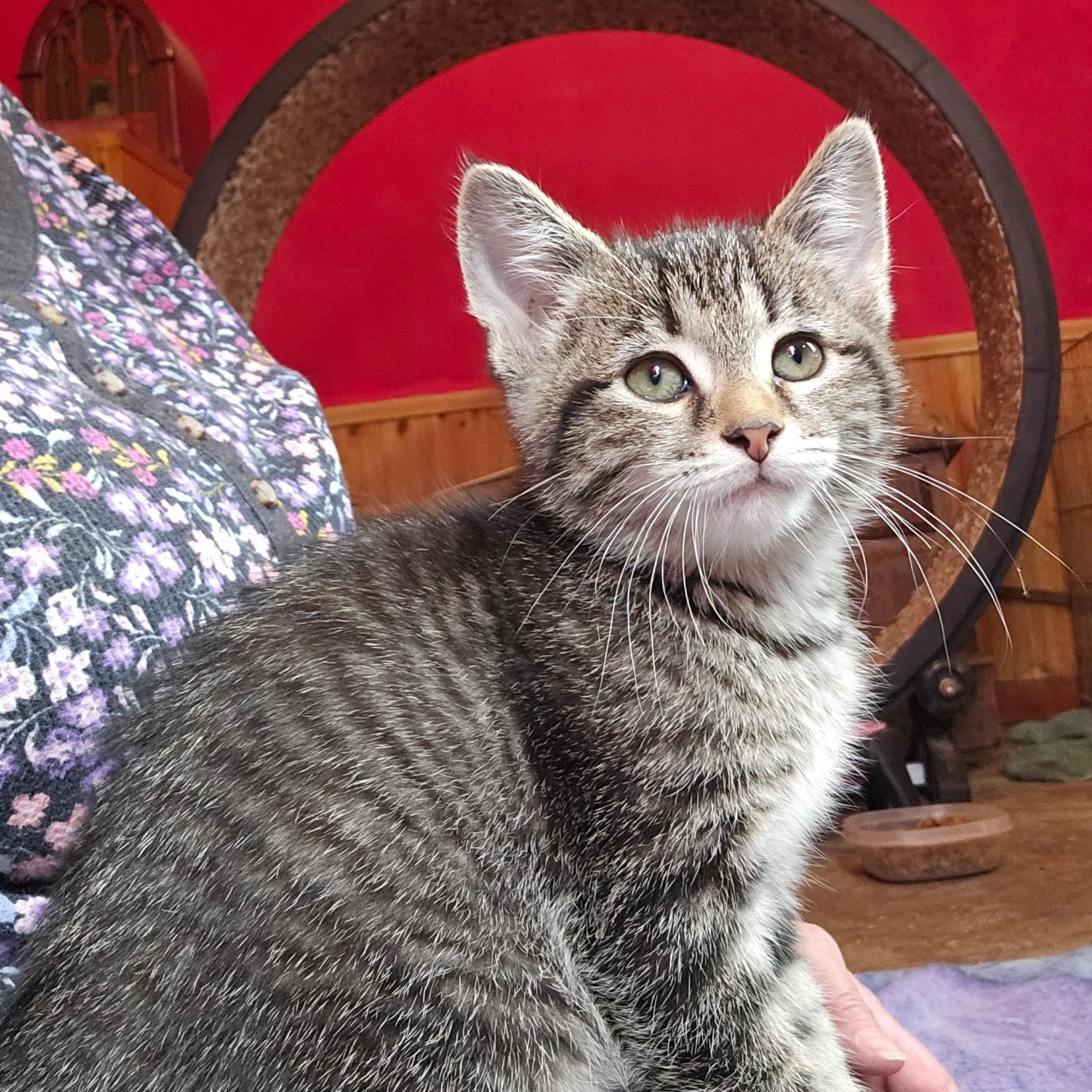 Enlarge Lily, a Adoptable mixed breed in Dyer, IN image 1/1