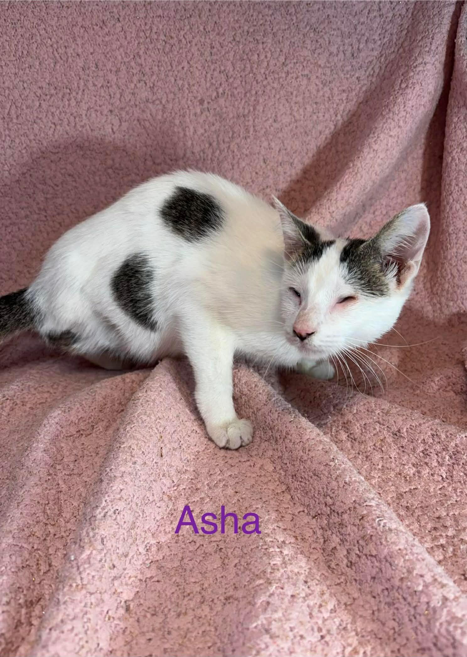 Enlarge Asha, an adopted Domestic Short Hair in Mount Pleasant, TX image 1/3