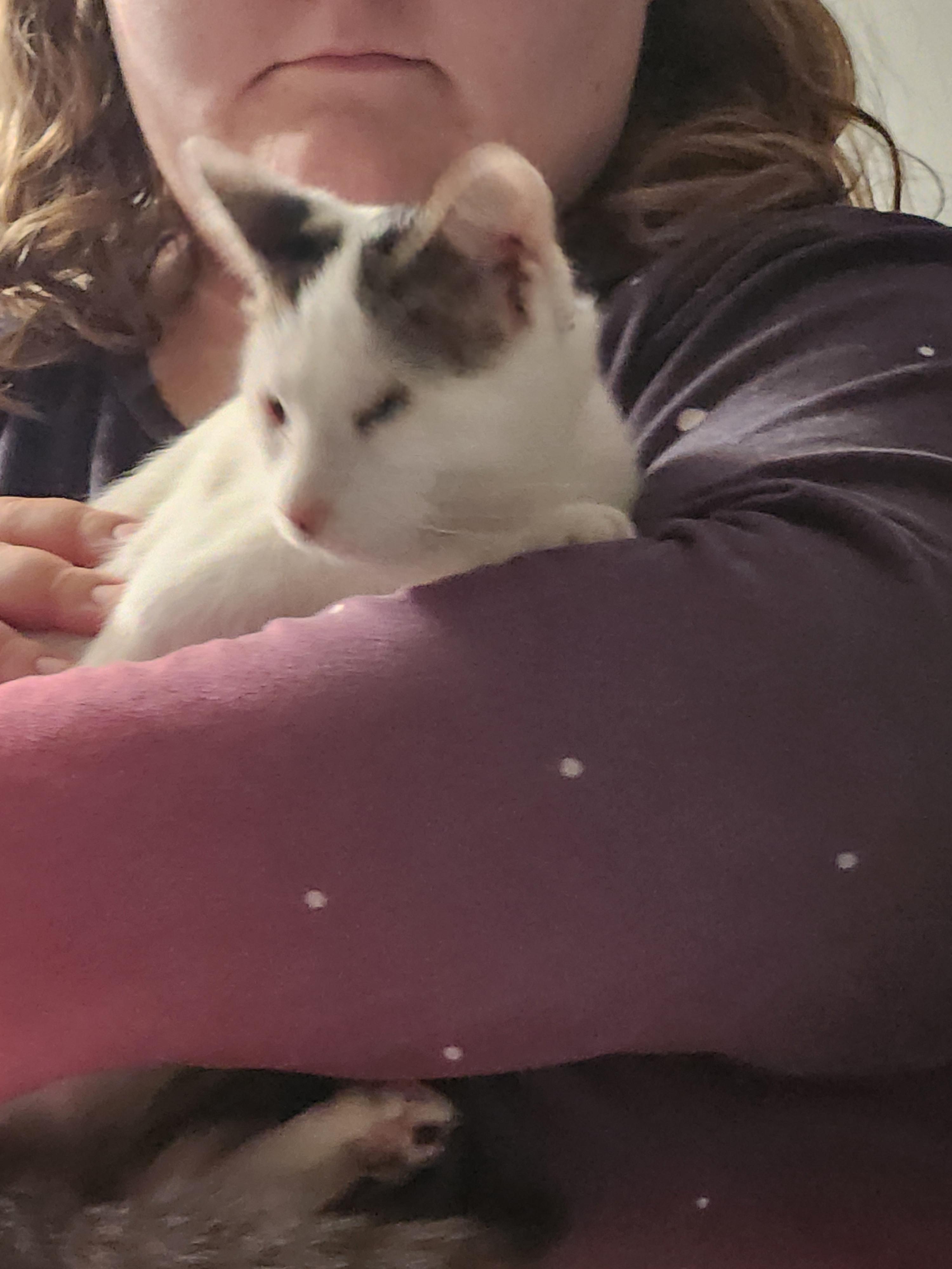 Enlarge Asha, an adopted Domestic Short Hair in Mount Pleasant, TX image 3/3