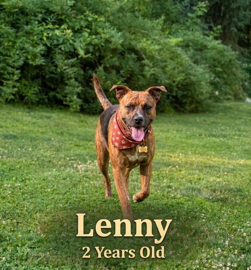 Lenny, ADOPTABLE, Adult Male Shepherd.