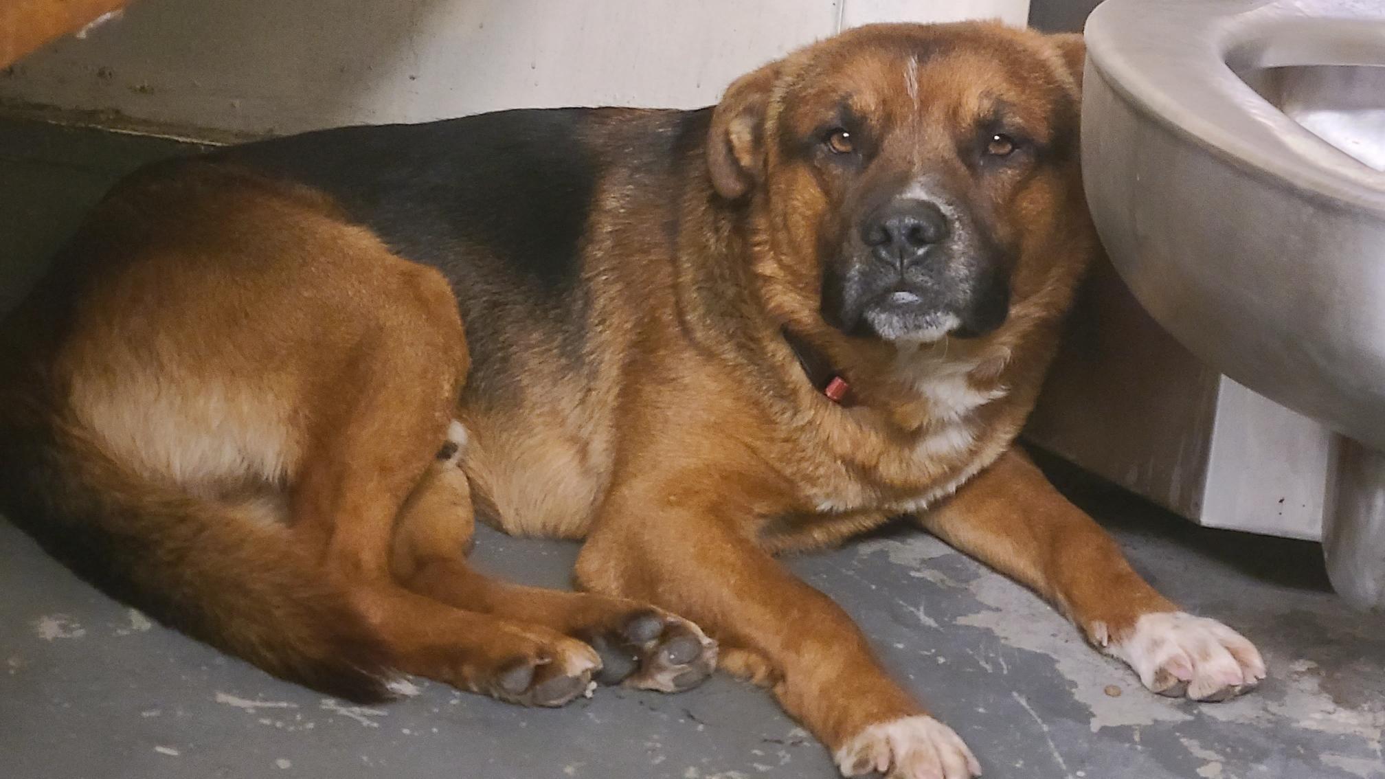 Enlarge Lenny, a ADOPTABLE mixed breed in Ossining, NY image 2/2