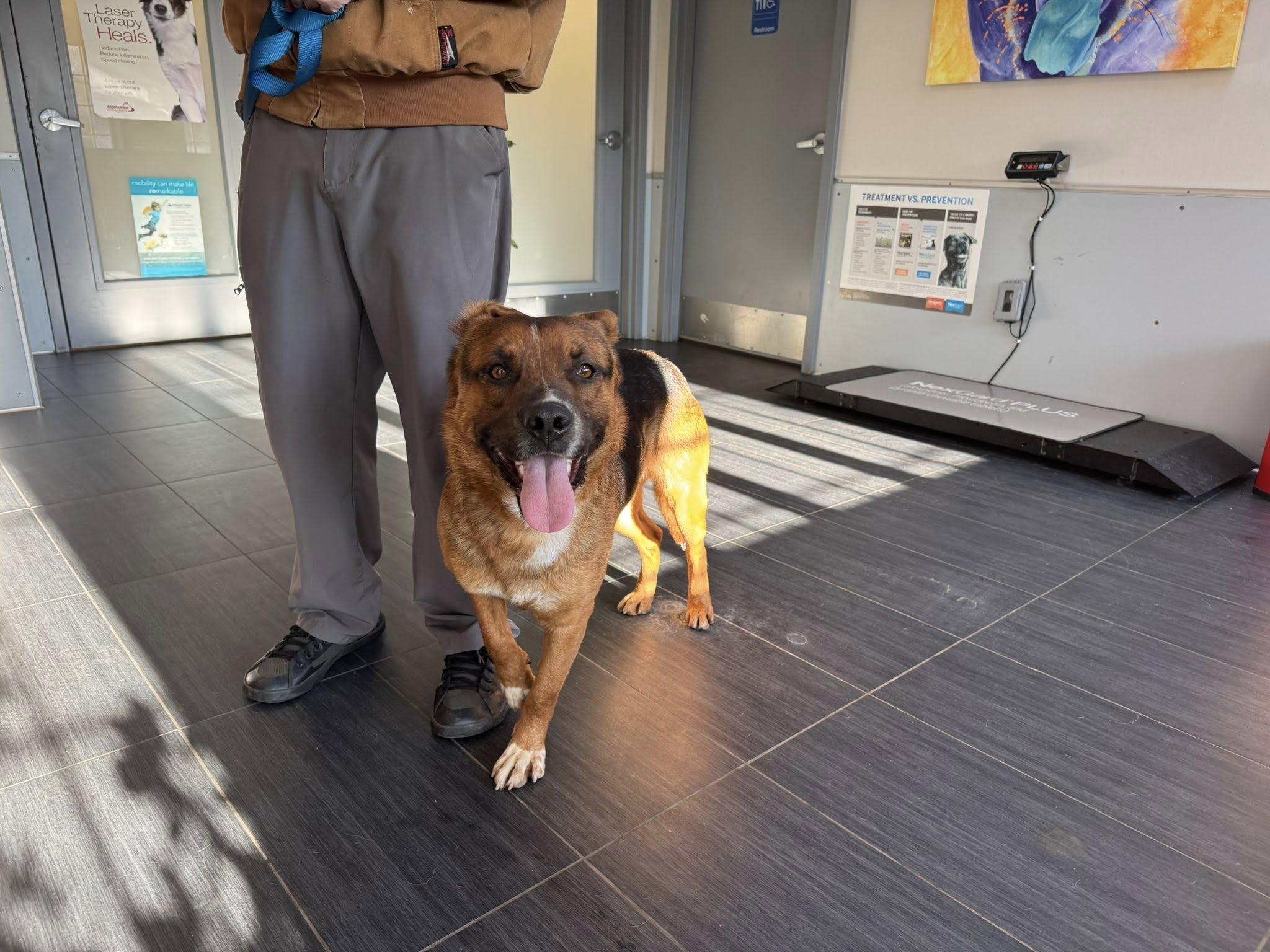 Enlarge Lenny, a ADOPTABLE mixed breed in Ossining, NY image 1/2