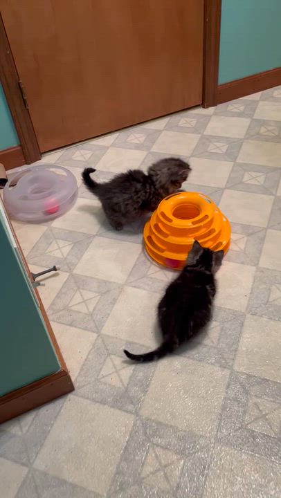 Enlarge Jon and Mary, a ADOPTABLE Domestic Short Hair in Richland, MI video 1/1