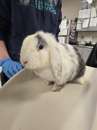 Lyla, Adoptable, Adult Female Holland Lop & Lop Eared.