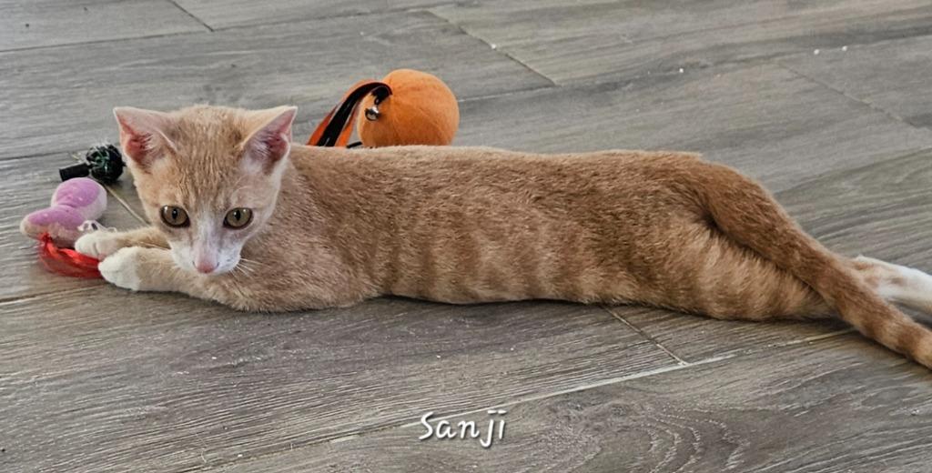 Enlarge Sanji, a Adoptable mixed breed in Sidney, BC image 1/6