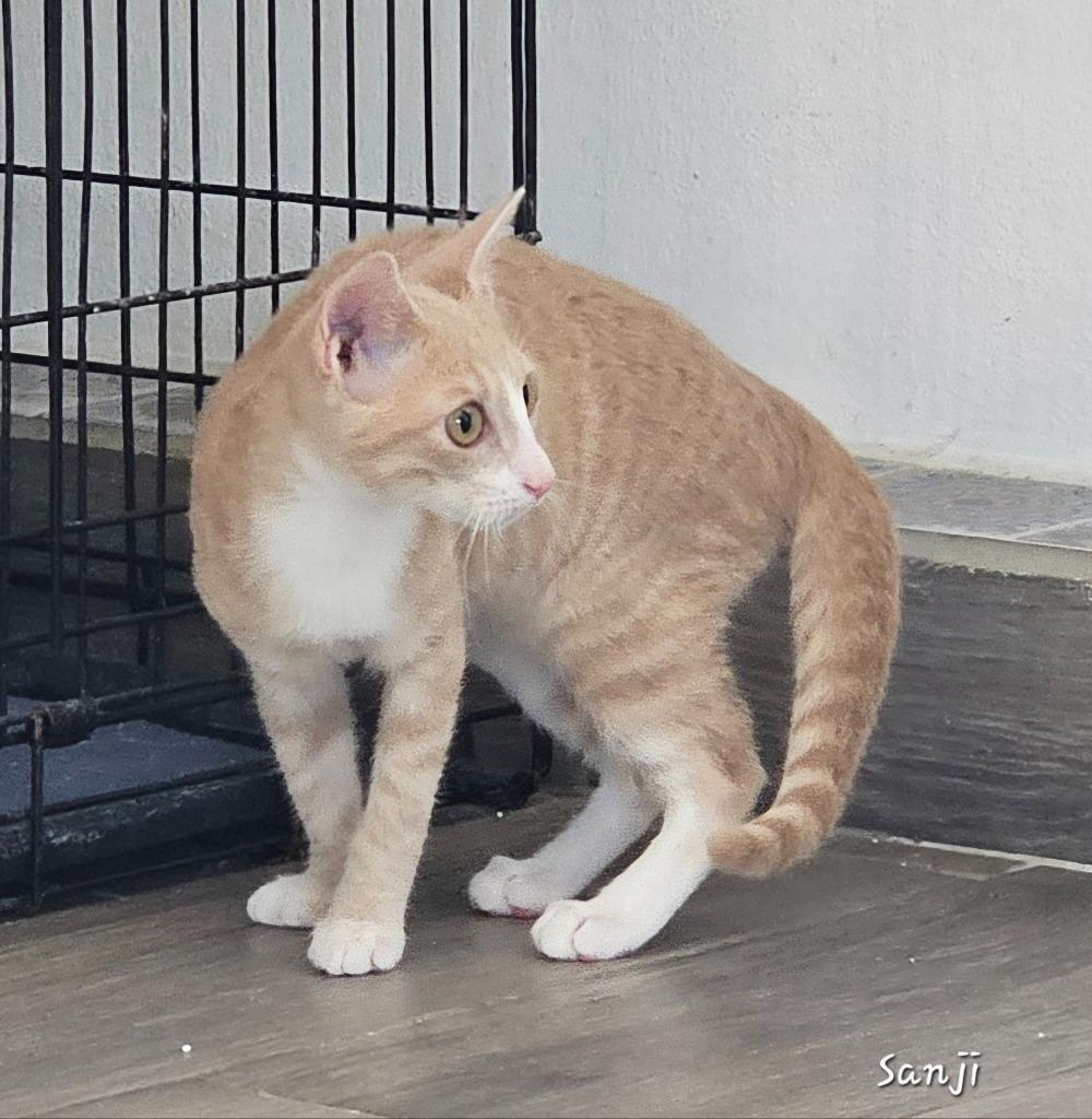 Enlarge Sanji, a Adoptable mixed breed in Sidney, BC image 2/6