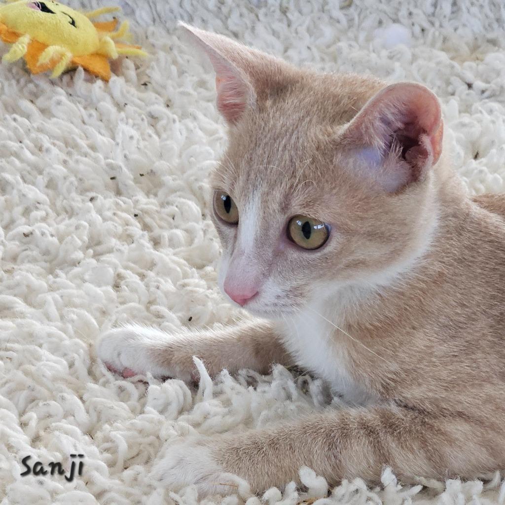 Enlarge Sanji, a Adoptable mixed breed in Sidney, BC image 4/6