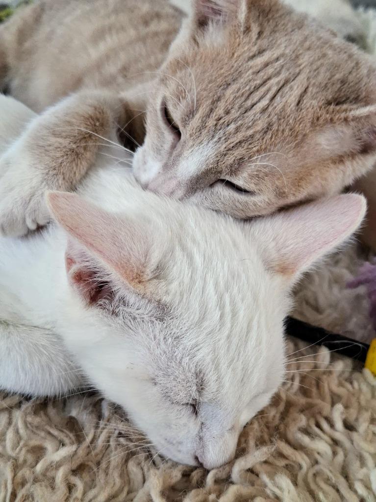 Enlarge Sanji, a Adoptable mixed breed in Sidney, BC image 6/6