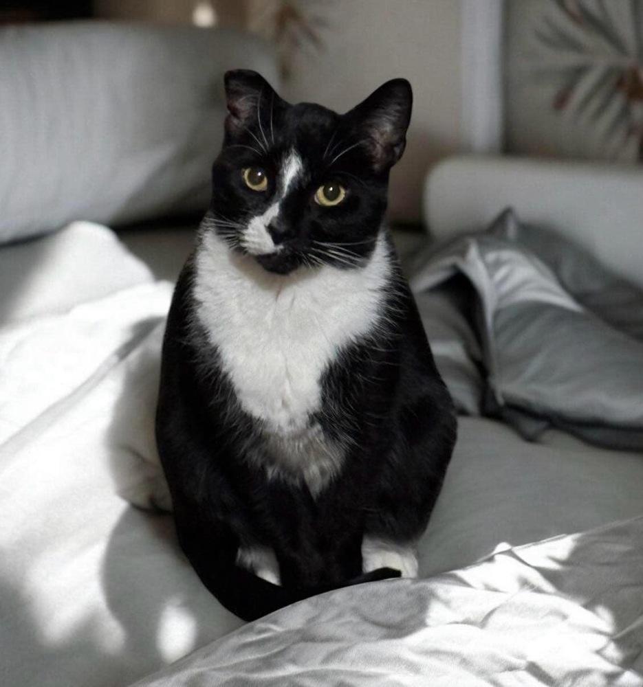 Enlarge Pepe, a Adoptable Domestic Short Hair in Mount Laurel, NJ image 1/5