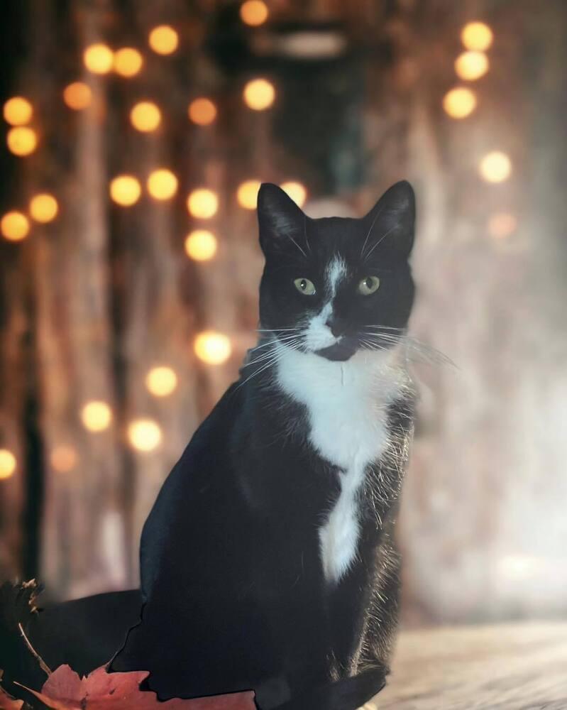 Enlarge Pepe, a Adoptable Domestic Short Hair in Mount Laurel, NJ image 2/5