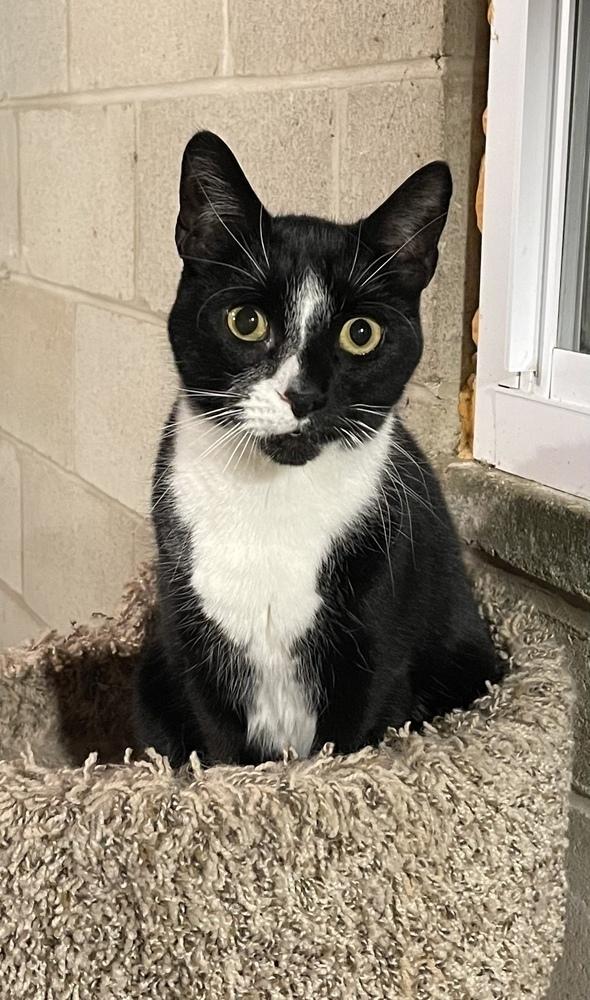 Enlarge Pepe, a Adoptable Domestic Short Hair in Mount Laurel, NJ image 3/5