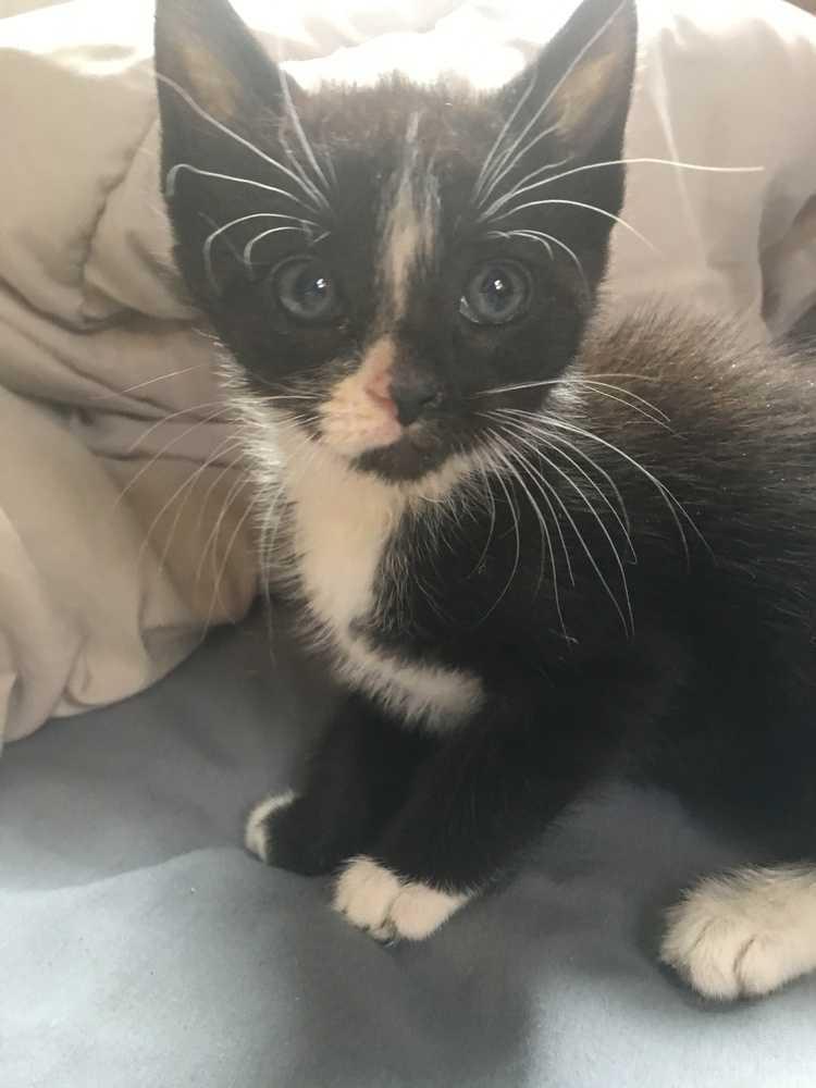 Enlarge Pepe, a Adoptable Domestic Short Hair in Mount Laurel, NJ image 4/5