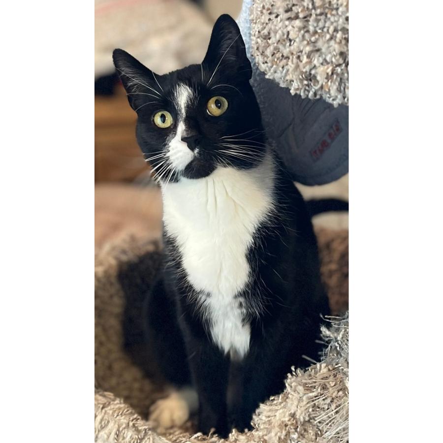 Enlarge Pepe, a Adoptable Domestic Short Hair in Mount Laurel, NJ image 5/5