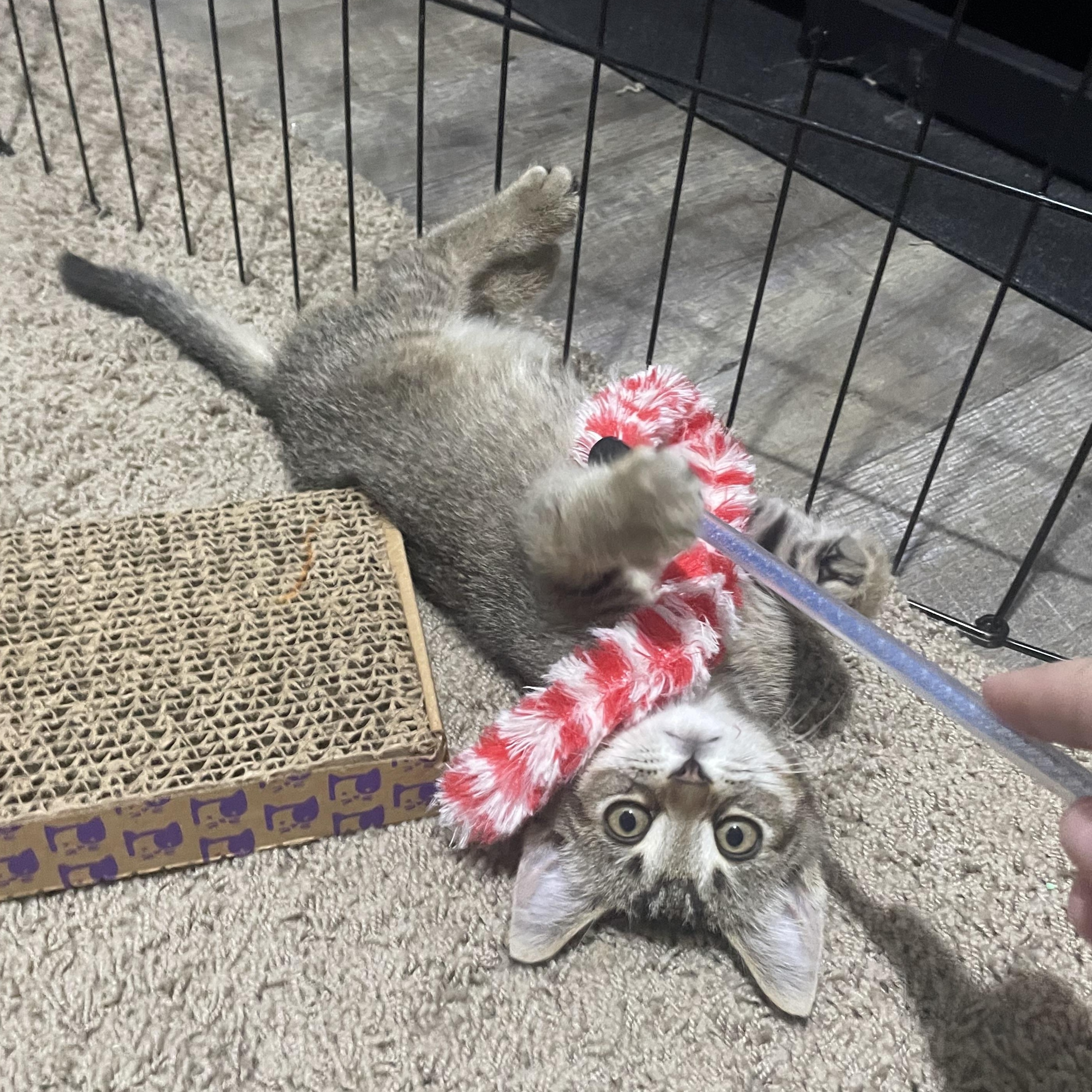 Chicken Nugget CM 7/25