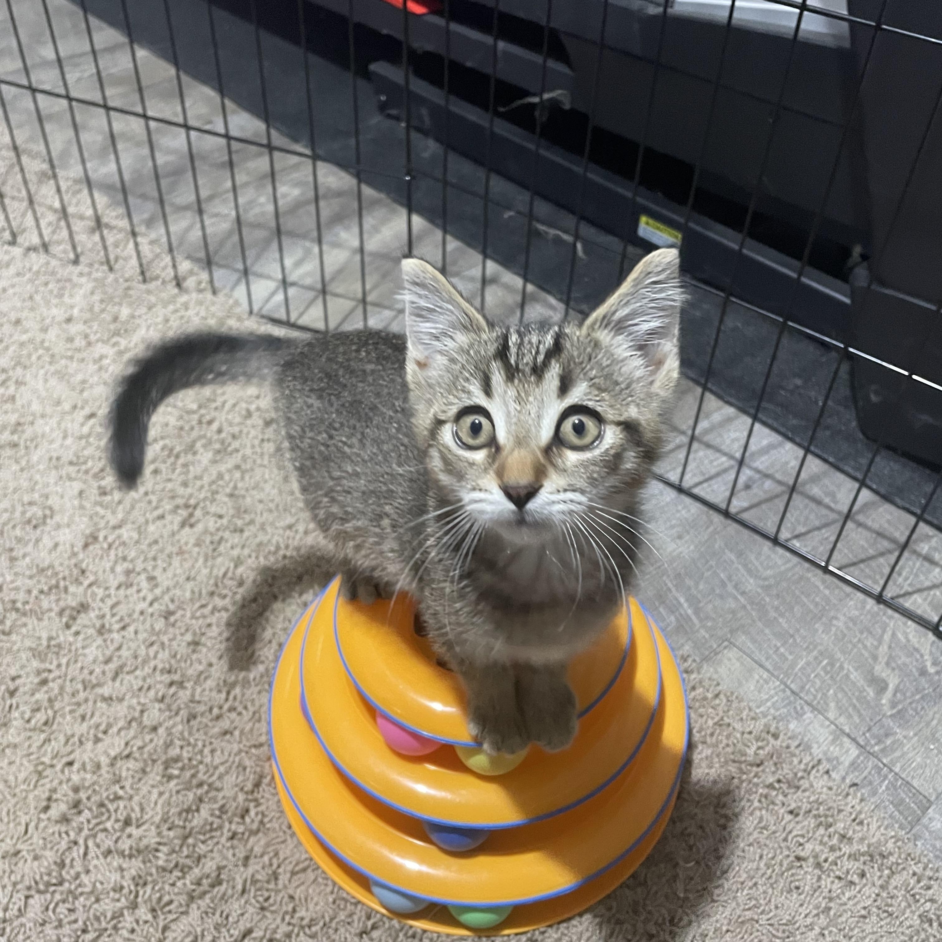 Chicken Nugget CM 7/25