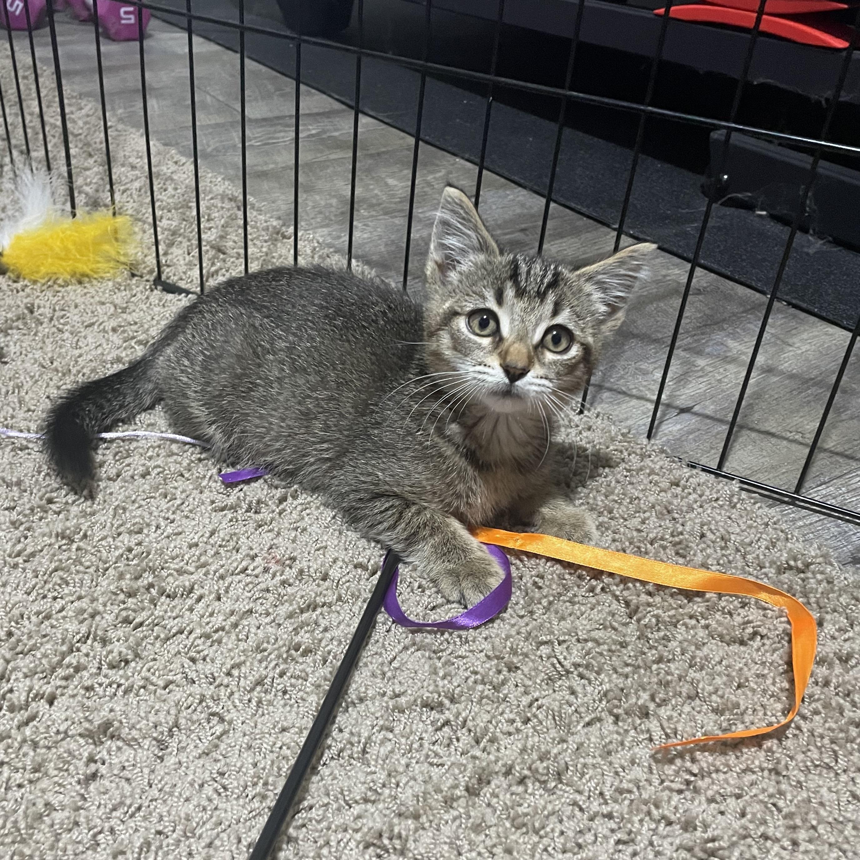 Chicken Nugget CM 7/25