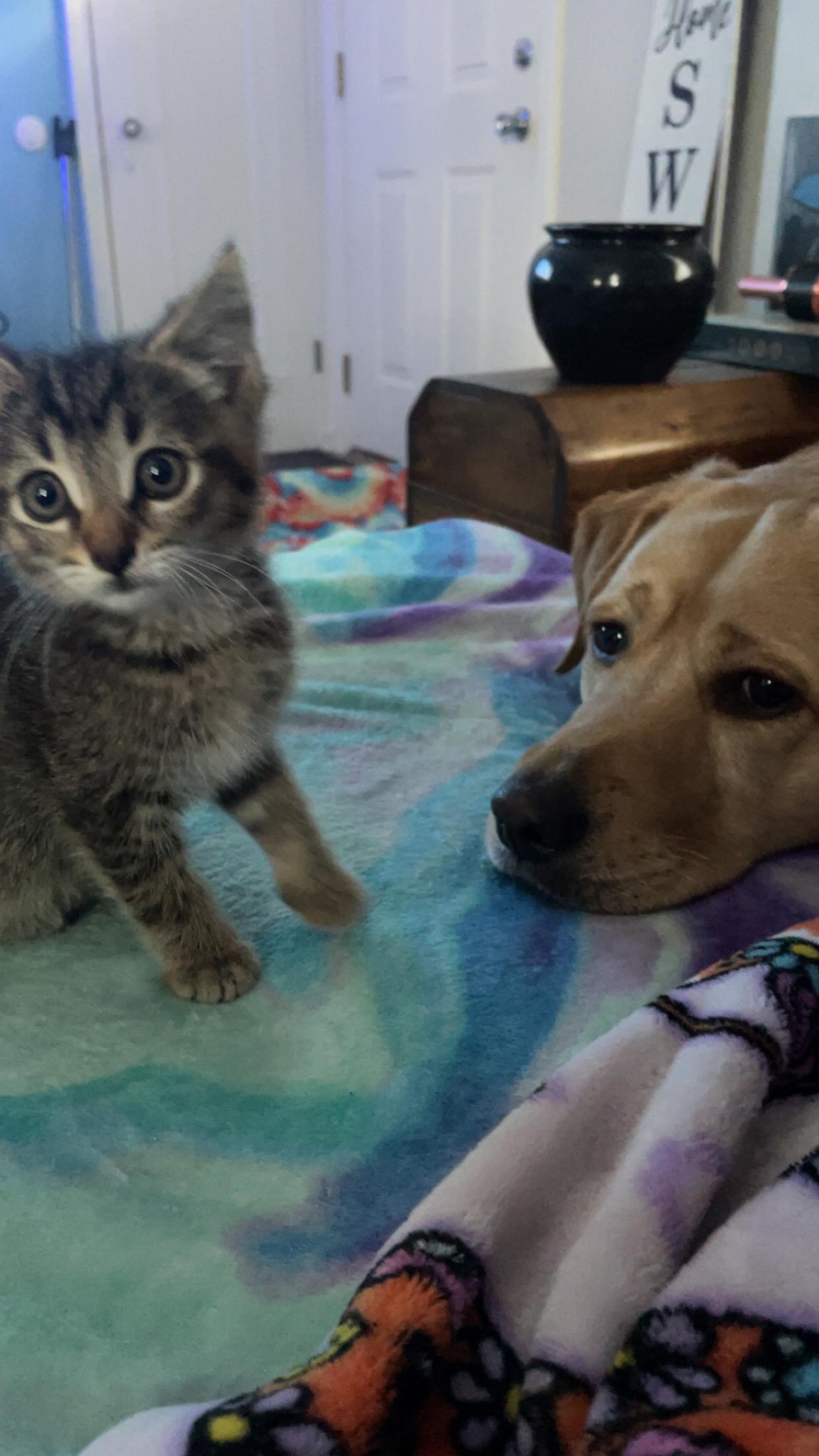 Chicken Nugget CM 7/25