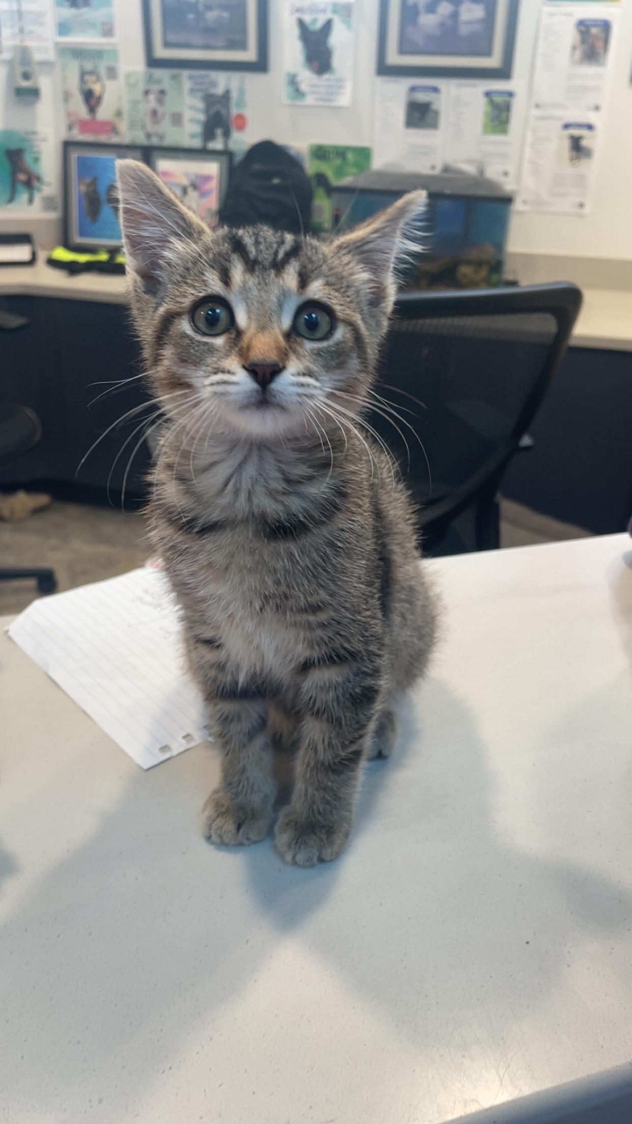 Chicken Nugget CM 7/25