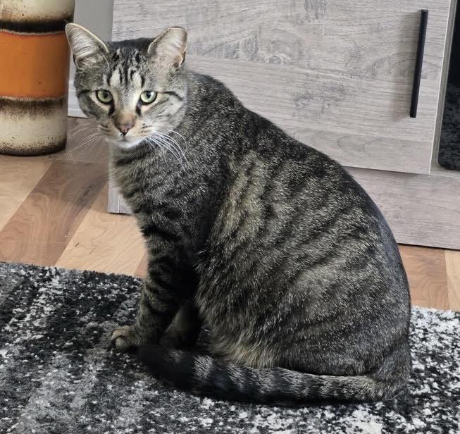 Enlarge Tarzan, a ADOPTABLE Tabby in Rochester, NY image 1/3